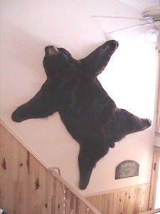 Bear Wall